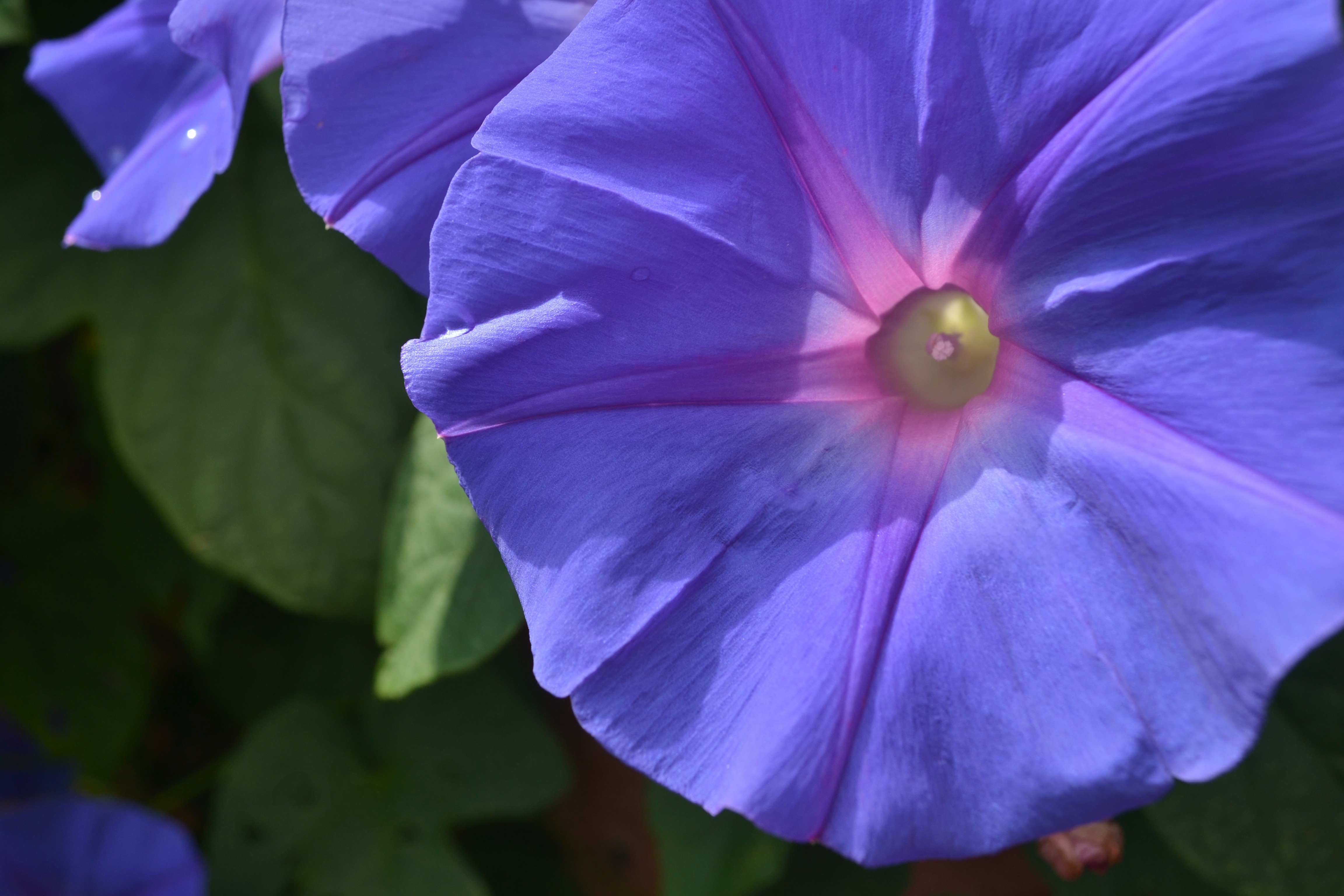 Flor - Arte Visual