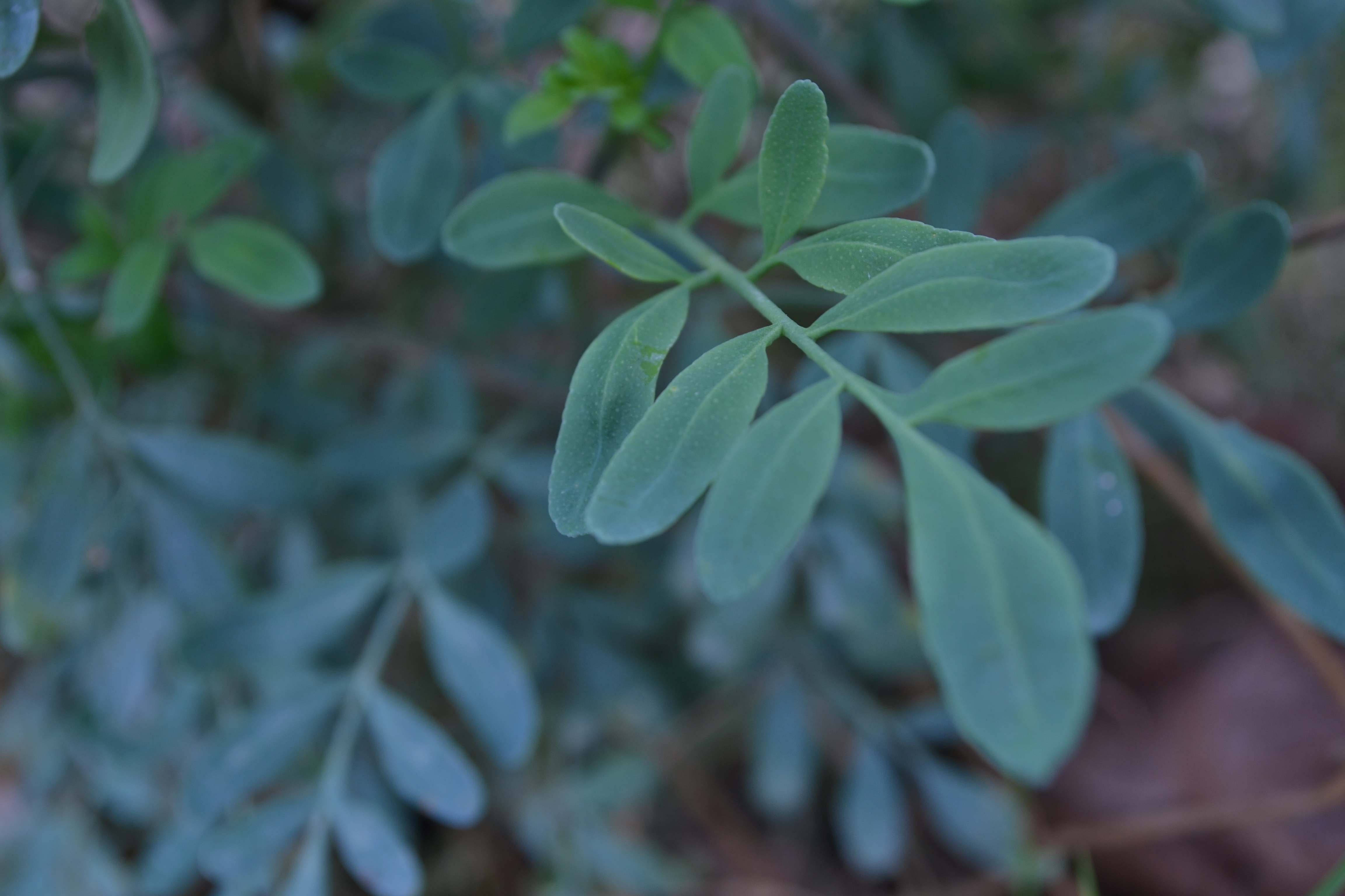 Hojas verdes
